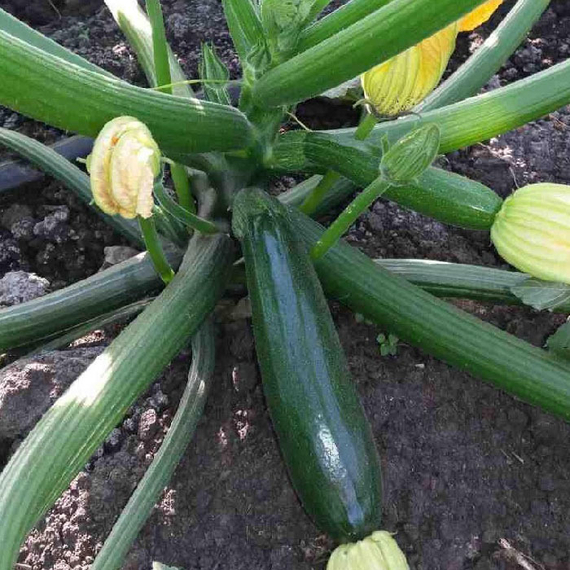 Супремо F1 семена кабачка (Syngenta / Сингента) продукт – фото 3