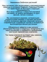 Седум едкий Вариегатта очиток пестролистный