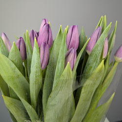 Пачка Сиреневых Тюльпанов (25 шт.)