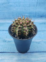 Gymnocalycium T-Rex Pink hybride (Гимнокалициум T-rex)
