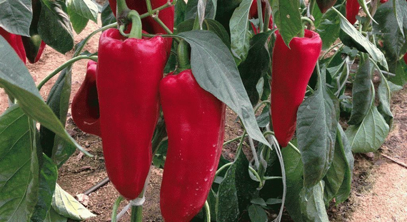 Каптур F1 семена перца сладкого (Seminis / ALEXAGRO) культура – фото 8