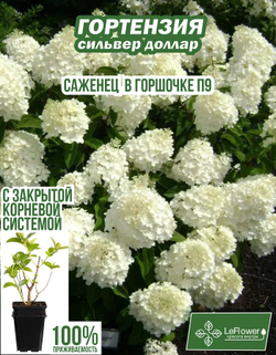 Саженец, Гортензия, Сильвер Доллар