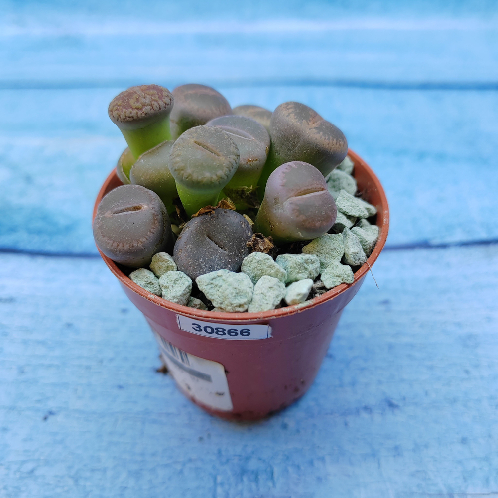 Lithops sp. (Литопсы)