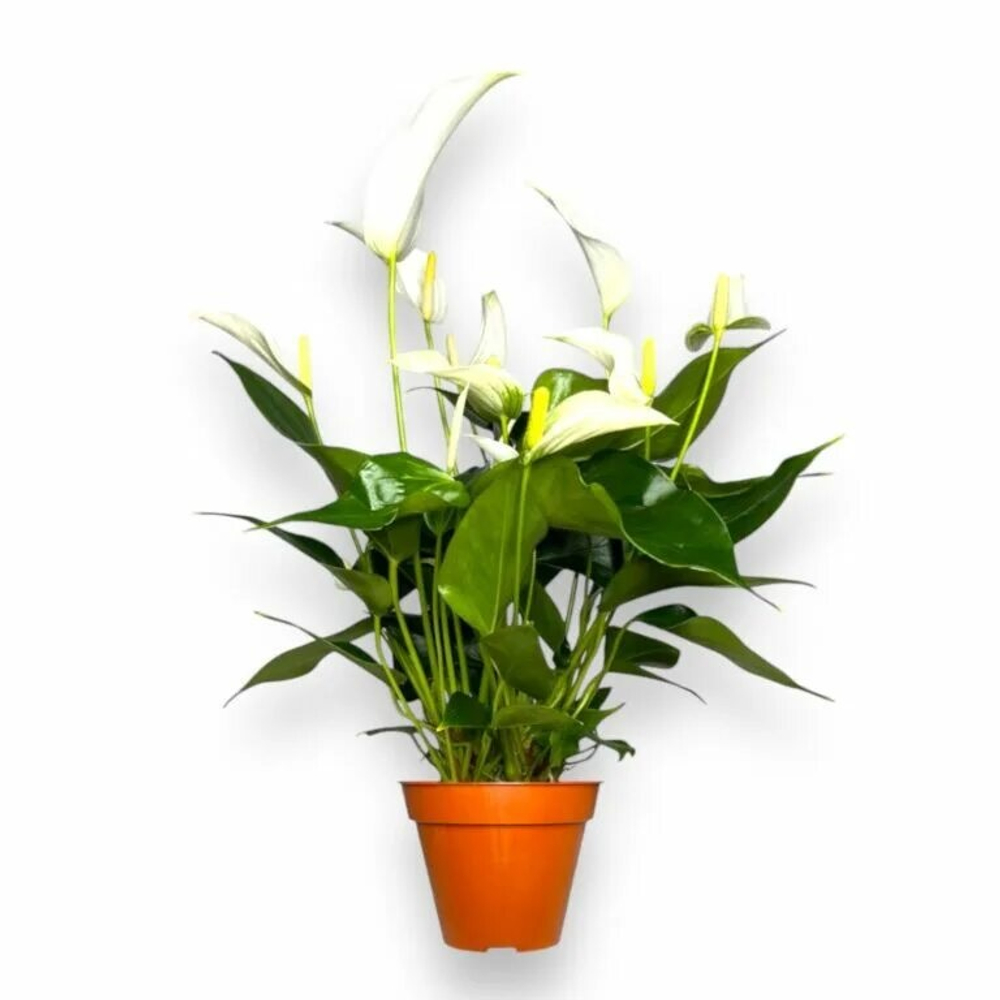 Антуриум banderola cava д.12