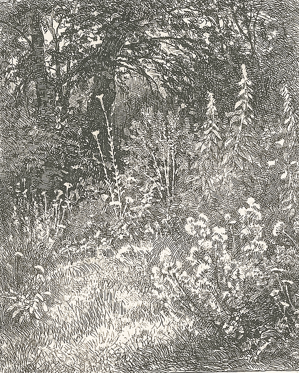 Шишкин И. И. Лесные цветы. Бумага, офорт. 1873.