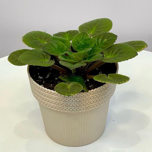 Комнатное растение фиалка в кашпо. Цветы в горшках 004 Chalet Green