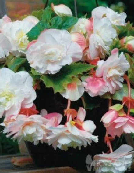 Бегония клубневая Ородата Анжелика март-апрель 26