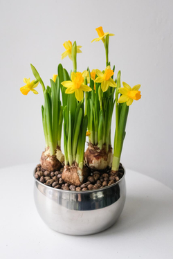 Композиция с первоцветами в вазе размер M