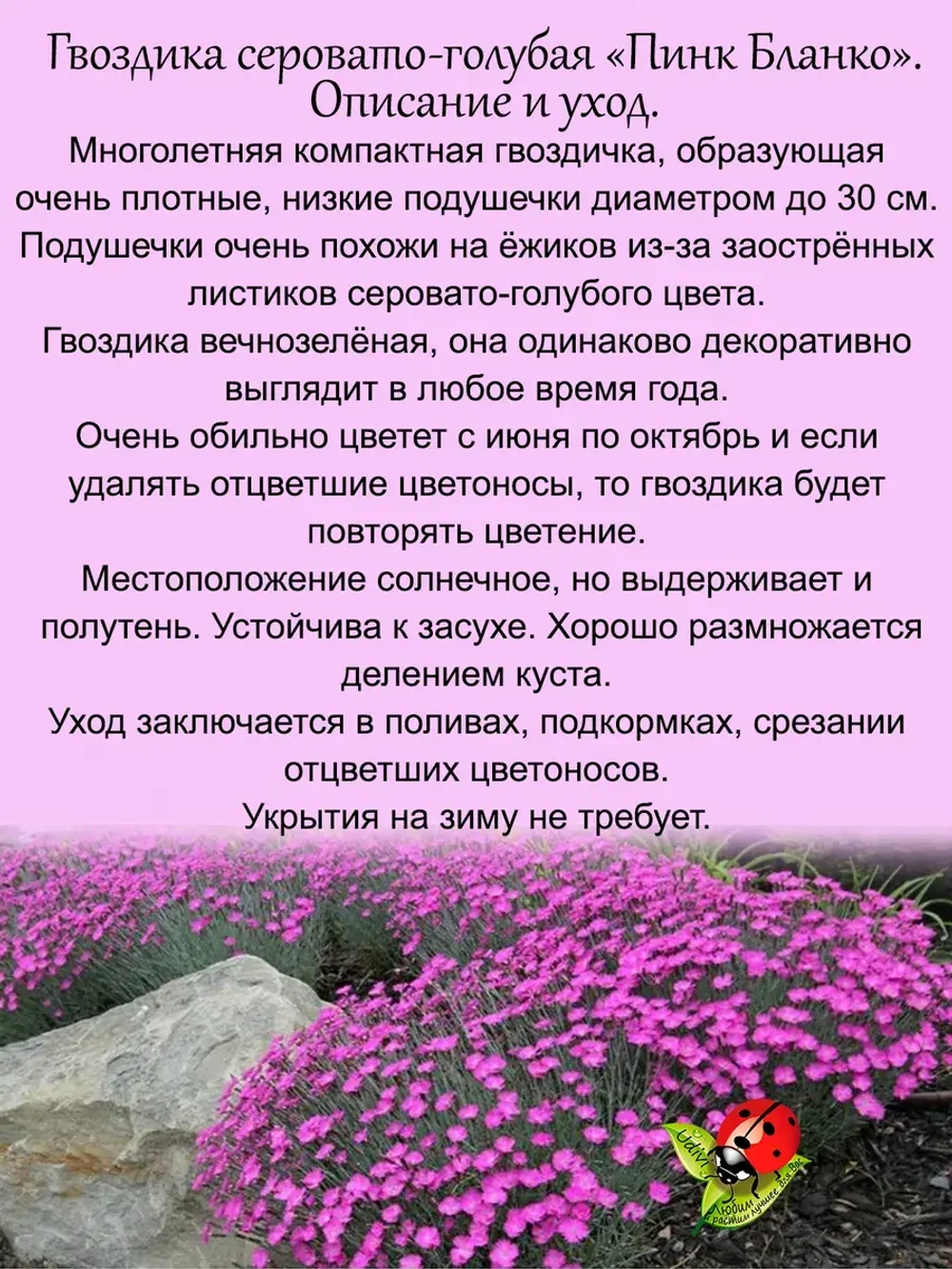 Гвоздика серовато-голубая "Пинк Бланка" многолетняя