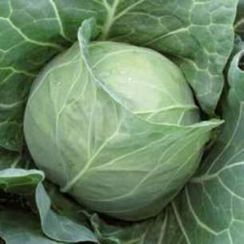 МАГНУС F1 семена капусты белокочанной (Hazera | Alexagro)