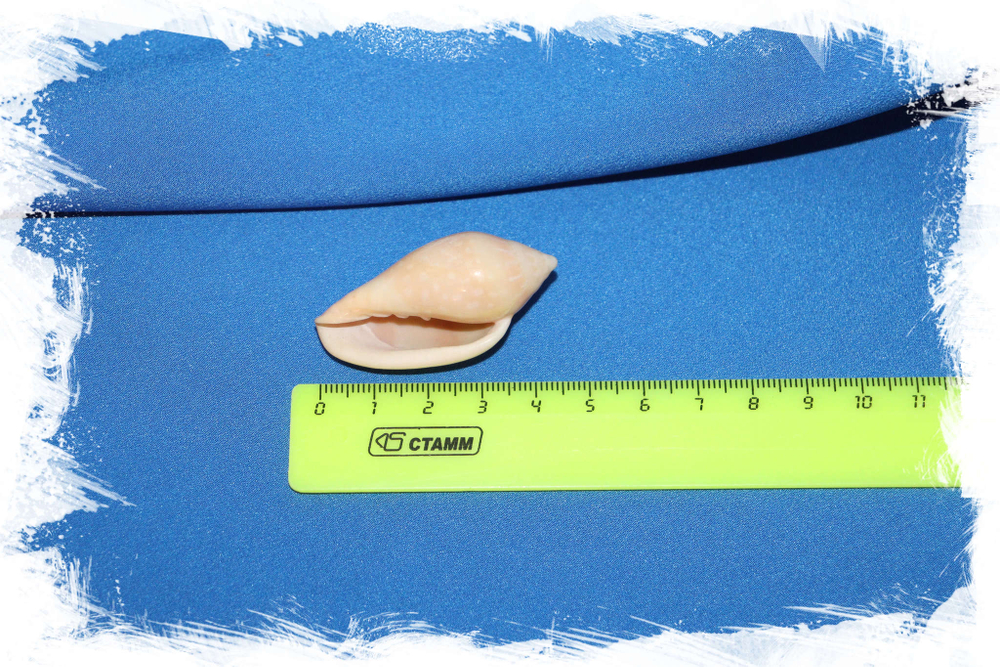 Маргинелла десжардини (Marginella desjardini) размер