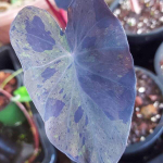 Колоказия BLACK MERLE
