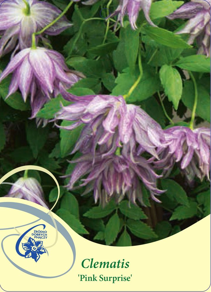 Клематис альпийский Пинк Сюрпрайз Закупка М33 апрель 2026 Клематис альпийский Пинк Сюрпрайз Закупка М33 апрель 2026