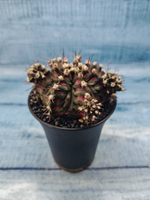 Gymnocalycium T-Rex Pink hybride (Гимнокалициум)