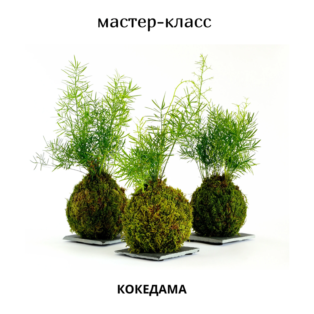 🌱 Мастер-класс «Кокедама» — японская планета в мхе