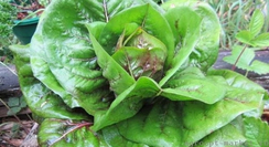 Вернайс семена салата айсберг (Hazera / Хазера)