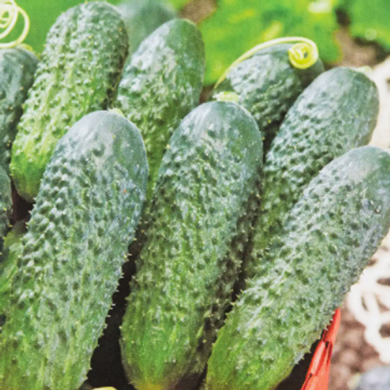 Муссон F1 семена огурца партенокарпического (Sakata / Саката) культура – фото 4