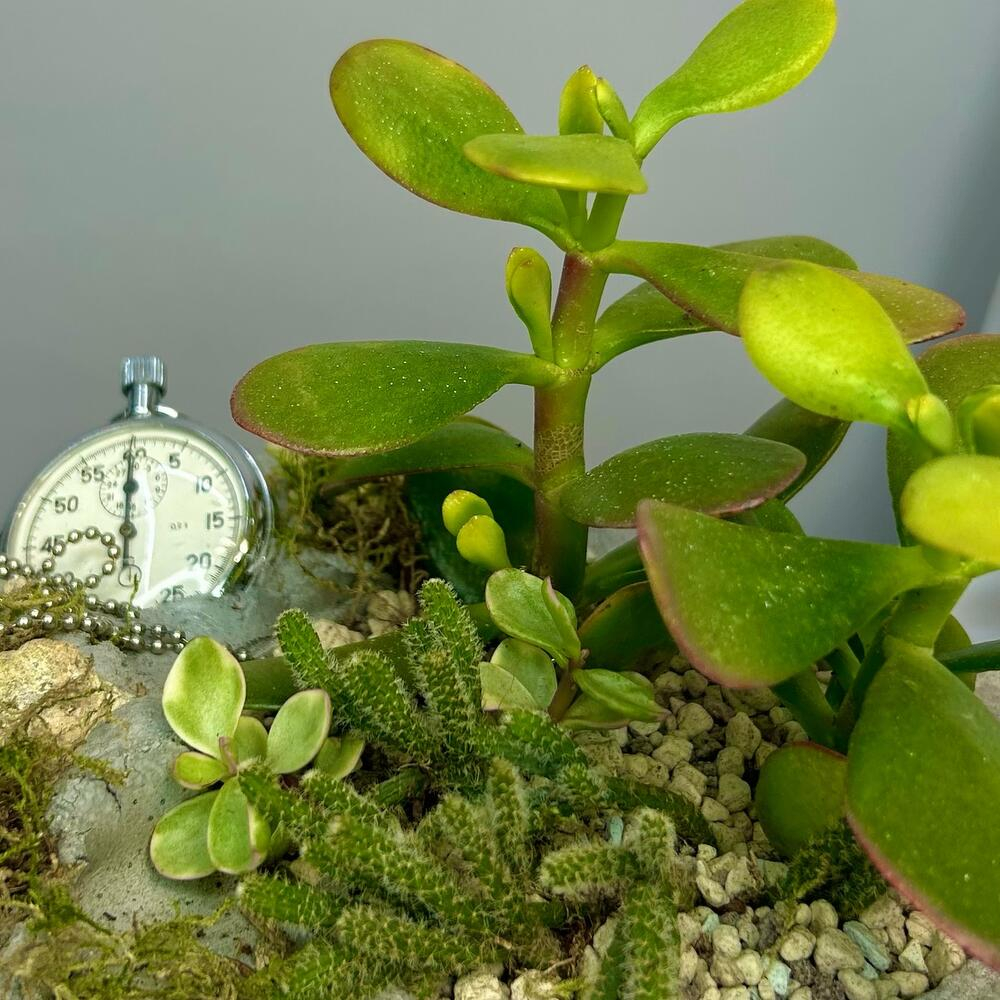 «Секунды для себя» композиция из суккулентов в бетоне