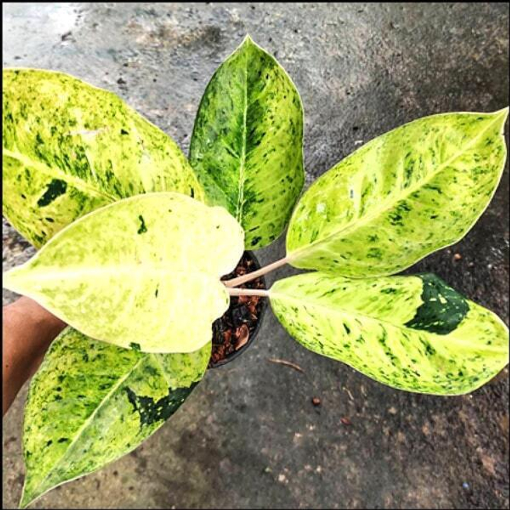 Аглаонема PASTEL