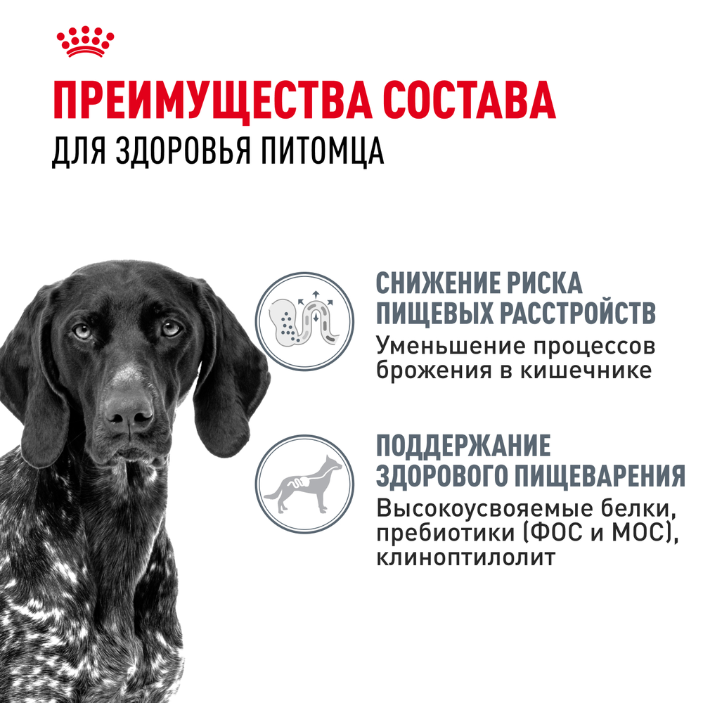 Royal Canin Maxi Digestive Care Макси Дайджестив кэа Корм сухой для взрослых собак больших размеров с чувствительным пищеварением 3кг