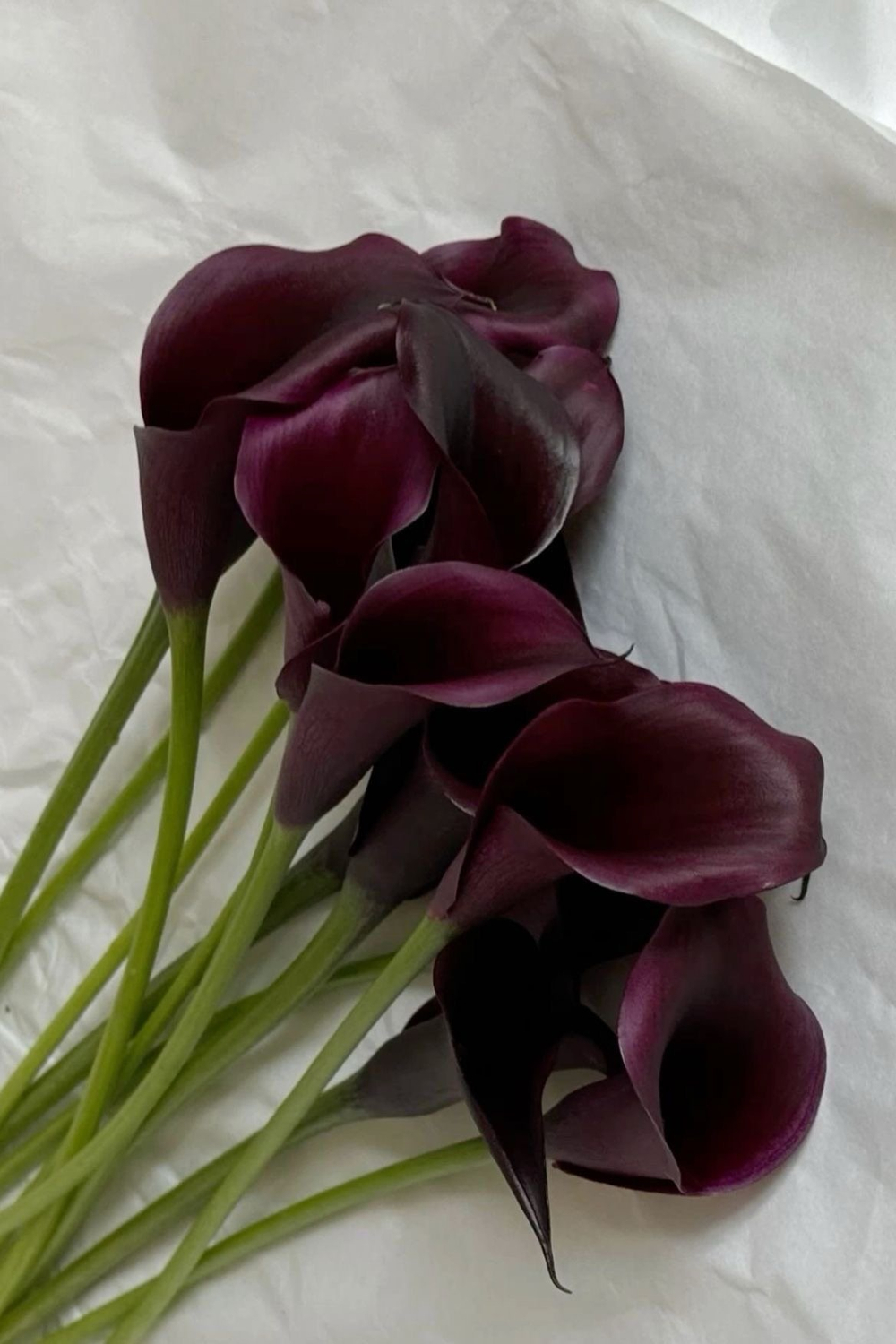 Калла темно-бордовая