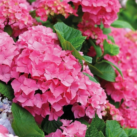 Early Pink/ Эрли  Пинк (Стандарт поставки Р9)2025г.