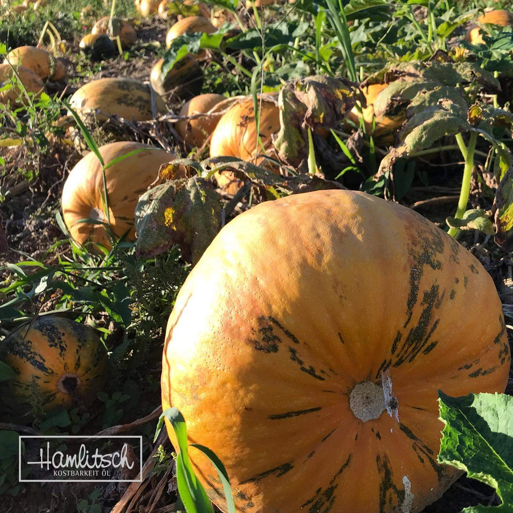 Масло салатное Hamlitsch 500 мл, Австрия