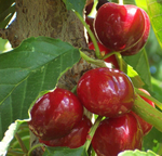 черешня чилийская сорт Bing, lapins ,Van.