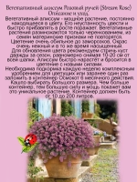 Алиссум Розовый ручей вегетативный лобулярия