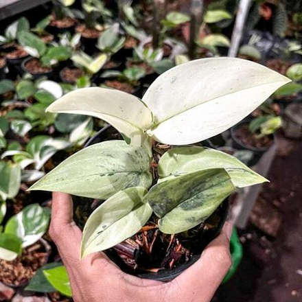 Сциндапсус SUPERSTAR