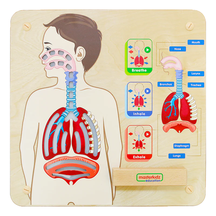 Панель Дыхательная система