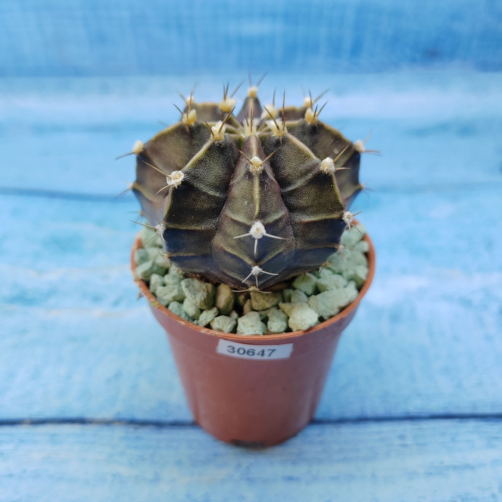 Gymnocalycium Friedrichii (Гимнокалициум)