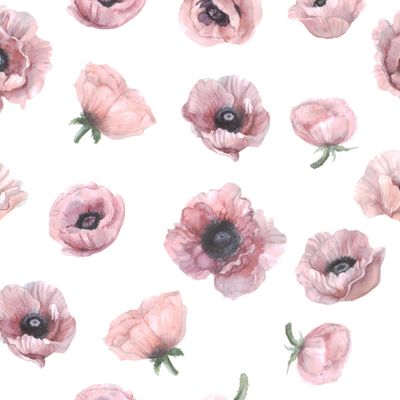 Акварельные розовые маки на белом фоне