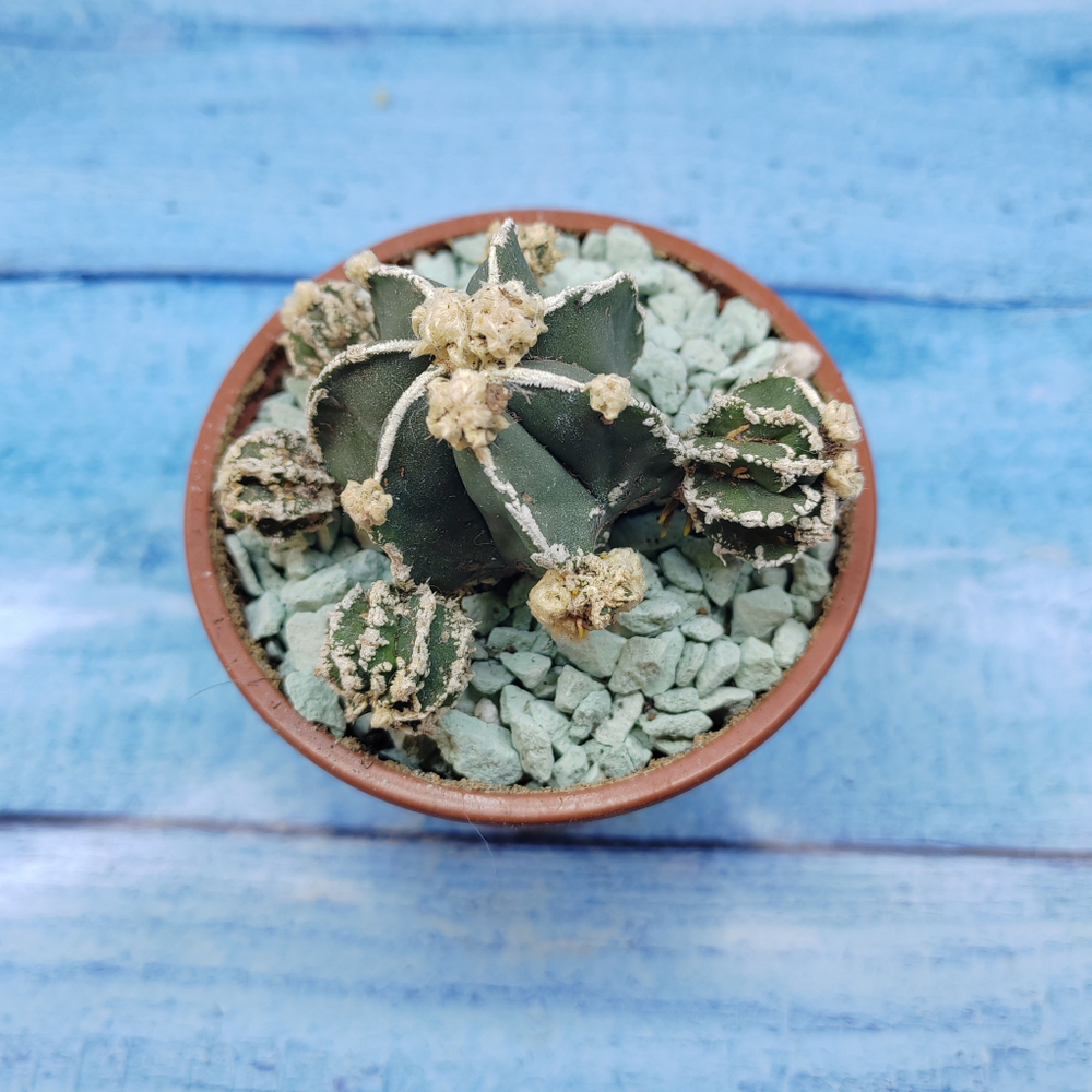 Astrophytum Myriostigma "Hakujo Fukuryu"  (Астрофитум)