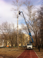 Удаление деревьев под ключ.