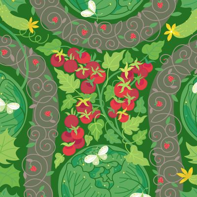 Огурцы, помидоры и капуста. Овощи в огороде