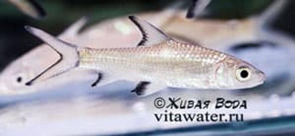 (0040)  Барбус акулий Balantiocheilus melanopterus, М