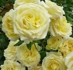 Эльф (Elfe)
