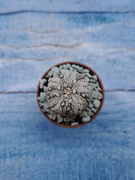 Astrophytum Asterias "Super Kabuto" (Астрофитум)