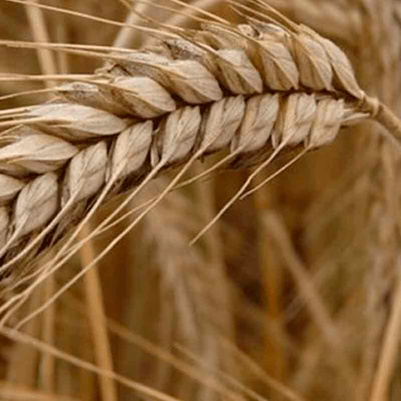 Ржаная мука