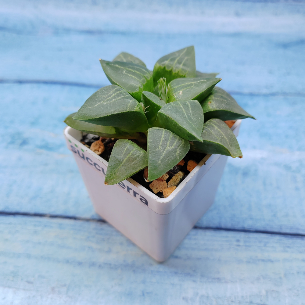 Haworthia Comptoniana Hybride hybrid (Хавортия)