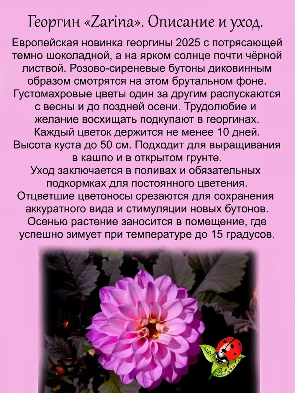 Георгин Зарина тёмнолистный