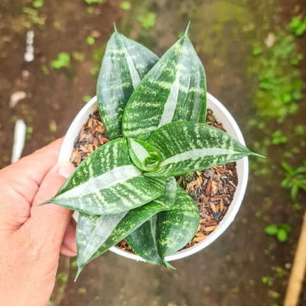 Сансевиерия HAHNII STREAKER