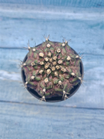 Gymnocalycium T-Rex Pink hybrid (Гимнокалициум T-rex)