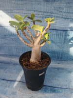 Adenium Baobab (Адениум)