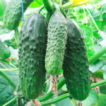 Бьерн F1 семена огурца партенокарпического (Enza Zaden / Энза Заден)