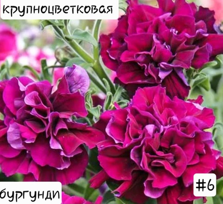 ПЕТУНИЯ №6 БУРГУНДИ БОРДО