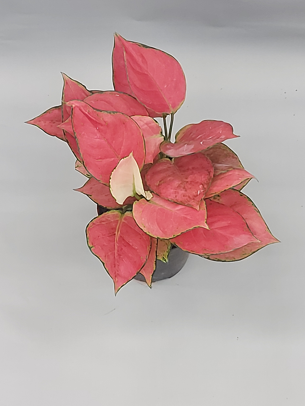 Аглаонема Джили Ред