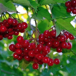 Калина обыкновенная С5 40-60