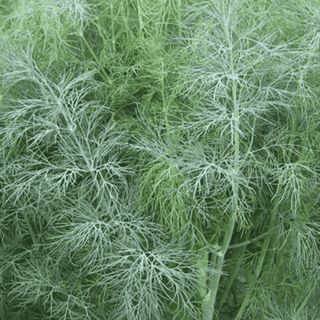 Укроп Голдкрон 250 000  (семян)